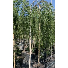 Береза Лонг Транк 180-200 см